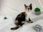 Calico Kitten Persian Siamese Mix - Domestic Kitten For Sale - Rialto&comma; CA&comma; US