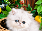 Our kittens and cats - Persian Kitten For Sale - 