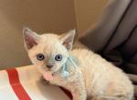 Blue - Devon Rex Kitten For Sale - Fontana&comma; CA&comma; US