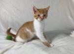 White and Orange Persian Siamese Mix - Domestic Kitten For Sale - 