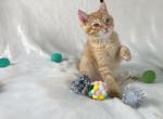 Kitten Persian and Siamese Mix - Domestic Kitten For Sale - 