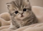 Blue Golden Female - Persian Kitten For Sale - 