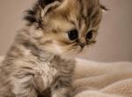 Male Tiger Teacup Persian - Persian Kitten For Sale - 