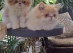 Leo - Persian Kitten For Sale - Sumner&comma; WA&comma; US