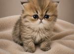 Female Tiger Persian - Persian Kitten For Sale - East Greenbush&comma; NY&comma; US