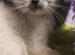 Siamese  kittens all color different color points - Siamese Kitten For Sale - 