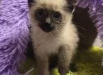 Siamese  kittens all color different color points - Siamese Kitten For Sale - Deer Park&comma; IL&comma; US
