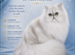 Our Breeders - Persian Kitten For Sale/Service - 