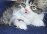 Persian Kittens - Persian Kitten For Sale - Lake Camelot&comma; IL&comma; US
