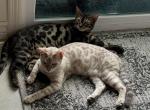 Sanadoux - Bengal Kitten For Sale - Tucson&comma; AZ&comma; US