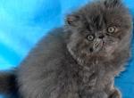 Marley - Persian Kitten For Sale - Willis&comma; TX&comma; US