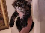 Fin - Maine Coon Kitten For Sale - Dayton&comma; OH&comma; US