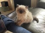 Sandra - Ragdoll Kitten For Sale - 