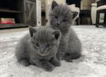 Blue - Russian Blue Kitten For Sale - Oak Lawn&comma; IL&comma; US