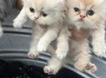 Willow - Persian Kitten For Sale - Riverside&comma; CA&comma; US