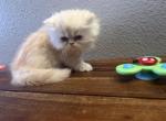 Willow - Persian Kitten For Sale - Riverside&comma; CA&comma; US