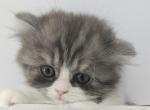 Baw - Persian Kitten For Sale - 