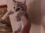 Clyde - Maine Coon Kitten For Sale - 