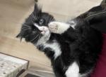 Lily - Domestic Kitten For Sale - 
