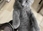 Leo - Russian Blue Kitten For Sale - 