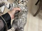 Lucky - Domestic Kitten For Sale - 