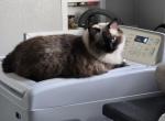 Ragdoll - Ragdoll Cat For Adoption - Maricopa&comma; AZ&comma; US