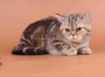 Dana minuet classic tabby short legs munchkin - Munchkin Cat For Sale - 