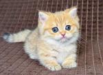 Milo tiny munchkin orange golden short legs - Munchkin Kitten For Sale - TX&comma; US