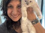 Purebred Female blue point ragdoll kitten - Ragdoll Kitten For Sale - 