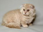 Cuddles tiny munchkin fold scottish kilt short leg - Munchkin Kitten For Sale - TX&comma; US