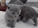 NEW Russian Blues - Russian Blue Kitten For Sale - Charlotte&comma; NC&comma; US