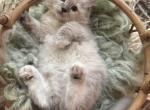Mitted mink blue linx point ragdoll male kitten - Ragdoll Kitten For Sale - 