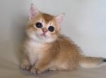 Quirk&acy; munchkin short legs golden shaded chinchila - Munchkin Kitten For Sale - TX&comma; US