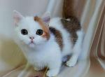 Graf munchkin boy golden bicolor with short legs - Munchkin Kitten For Sale - TX&comma; US