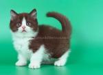Jin rare chocolate bicolor boy munchkin short legs - Munchkin Kitten For Sale - TX&comma; US