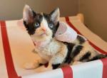 Flora - Devon Rex Kitten For Sale - Fontana&comma; CA&comma; US
