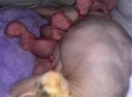 pinky - Sphynx Kitten For Sale - Lehigh&comma; FL&comma; US