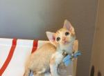 Sunny - Devon Rex Kitten For Sale - Fontana&comma; CA&comma; US