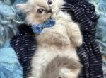 Handsome purebred linx point male ragdoll kitten - Ragdoll Kitten For Sale - Beavercreek&comma; OH&comma; US
