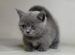 Obi baby boy munchkin blue solid color short legs - Munchkin Kitten For Sale - TX&comma; US