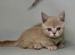 Odie munchkin baby boy cream color short legs - Munchkin Kitten For Sale - TX&comma; US