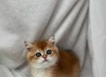 Martin - British Shorthair Kitten For Sale - Northridge&comma; CA&comma; US