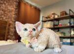 Peaches - Devon Rex Kitten For Sale - Fontana&comma; CA&comma; US