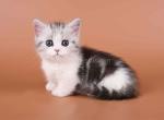 Ilene munchkin silver tabby bicolor short legs - Munchkin Kitten For Sale - TX&comma; US