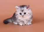 Ira munchkin baby girl silver ticked short legs - Munchkin Kitten For Sale - TX&comma; US