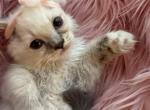 Purebred blue point ragdoll kitten - Ragdoll Kitten For Sale - 