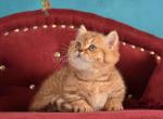 Holly munchkin chocolate tabby short legs - Munchkin Kitten For Sale - TX&comma; US