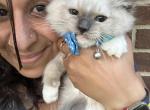 Handsome mitted blue point ragdoll kitten - Ragdoll Kitten For Sale - Beavercreek&comma; OH&comma; US