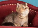 Hugo munchkin black ticked baby boy short legs - Munchkin Kitten For Sale - TX&comma; US