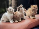 persian kitty - Persian Kitten For Sale - 